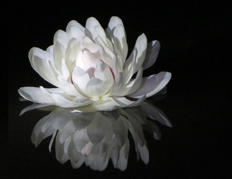 Flor de <i>Victoria amazonica</i> durante su primera noche