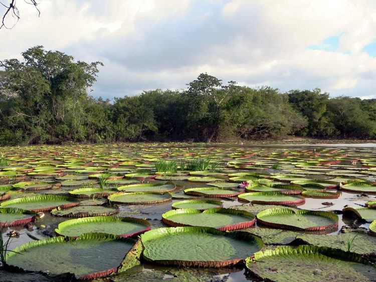 Victoria amazonica en su hábitat natural
