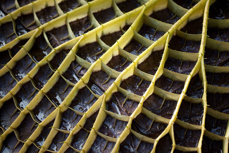 Envés de una hoja de Victoria amazonica, mostrando sus robustos nervios que inspiraron el Palacio de Cristal