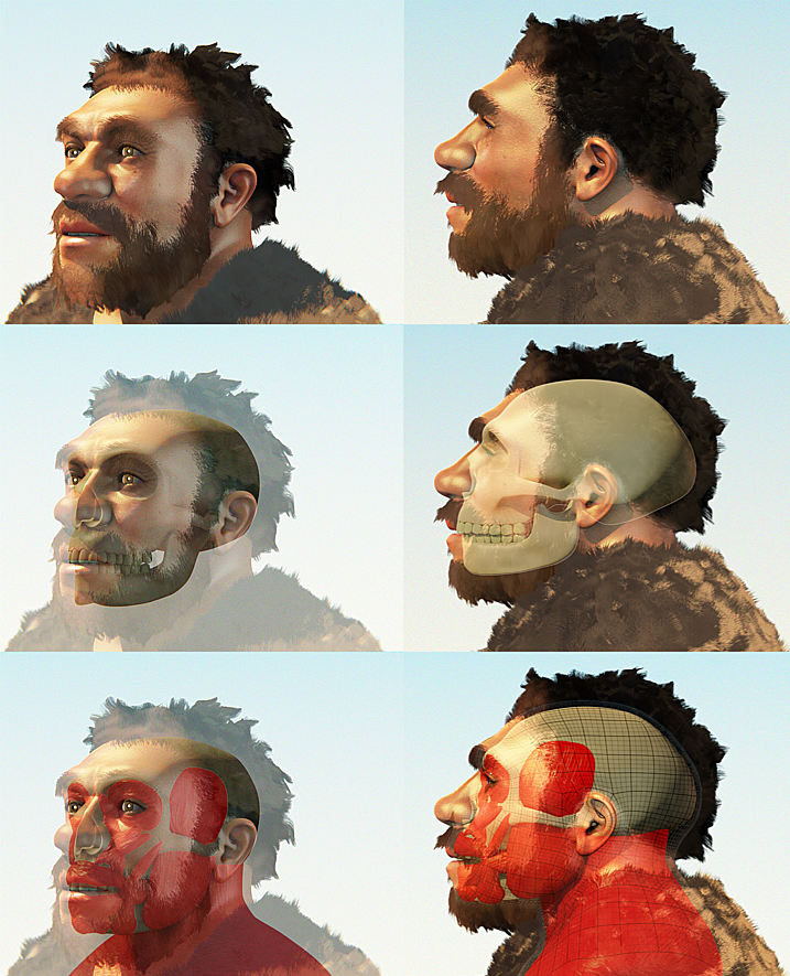 infografía sobre neandertales