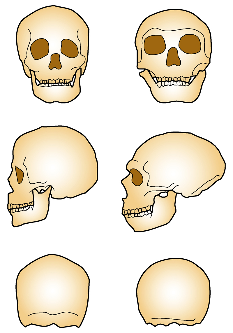 comparación entre los cráneos de neandertal