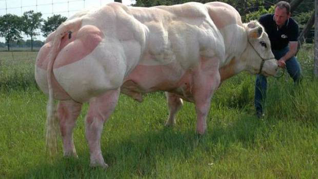 Vaca dopada