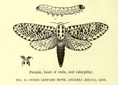 Ilustraciones de insectos y sus efectos en las cosechas.