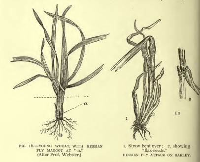 Ilustraciones de insectos y sus efectos en las cosechas.