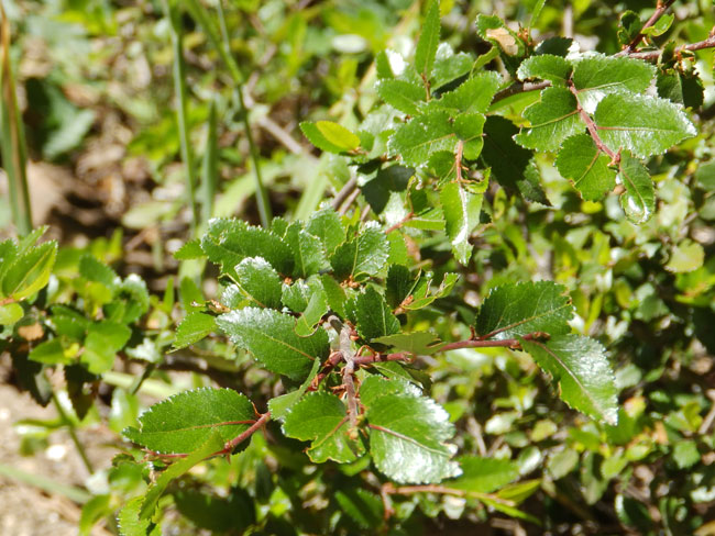 Coigüe, Nothofagus dombeyi