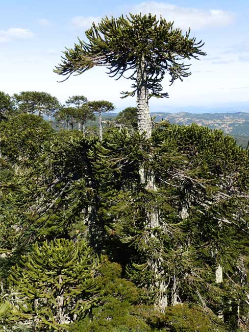 Bosque de araucarias
