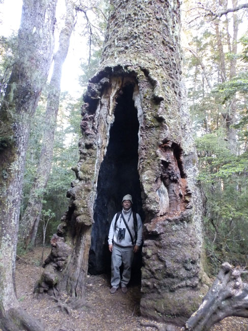 El autor dentro de una araucaria gigante