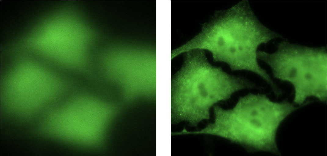 Imagen de un campo con cuatro células tomada en un microscopio de fluorescencia con un objetivo de inmersión. La imagen de la izquierda esta tomada sin aceite y la de la derecha con aceite. Las células son verdes porque les hacemos sintetizar una proteína verde fluorescente llamada GFP, de otro modo serían transparentes y sería mucho mas difícil verlas. 