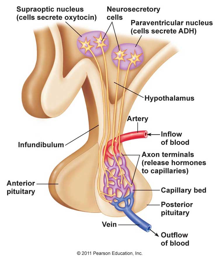 Estructura del hipotálamo y de la glándula pituitaria.