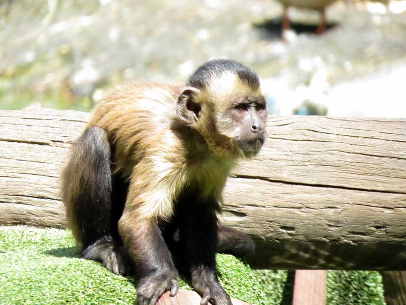 Máximo es uno de los miembros que forman el grupo de monos capuchinos de Faunia