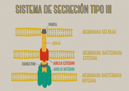 Componentes del sistema de secreción tipo III