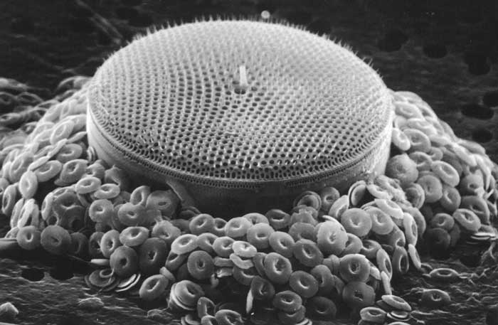 Diatomea (diámetro 70µm) rodeada de cocolitos. Ambos representantes del plancton autótrofo.
