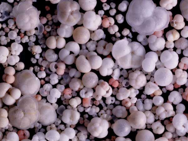 Conchas de foraminíferos planctónicos extraídas de sedimentos oceánicos del Mar Caribe. El tamaño medio de las conchas es 0,5mm. 