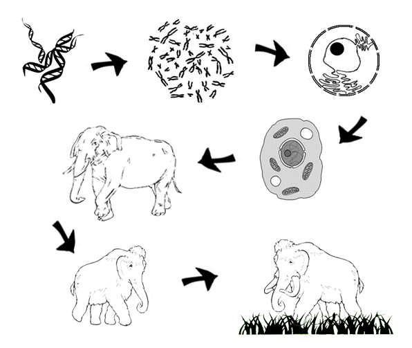 Instrucciones para hacer un mamut