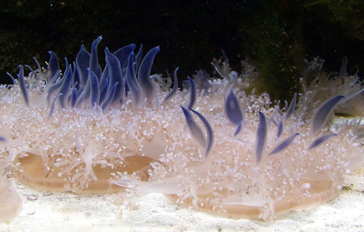 Medusas de la especie Cassiopea andromeda.