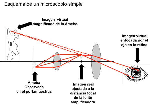 Esquema de un Microscopio simple