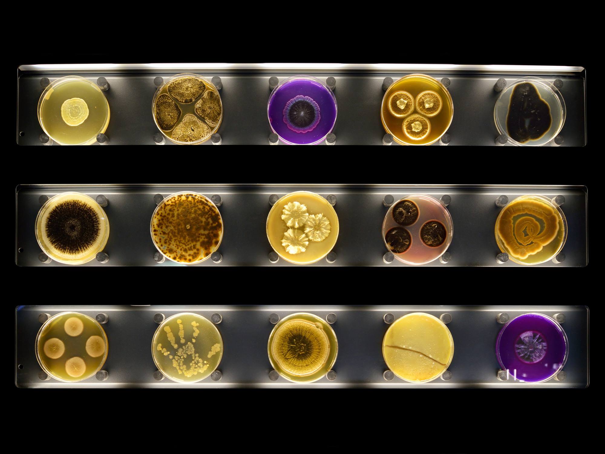 Micropia