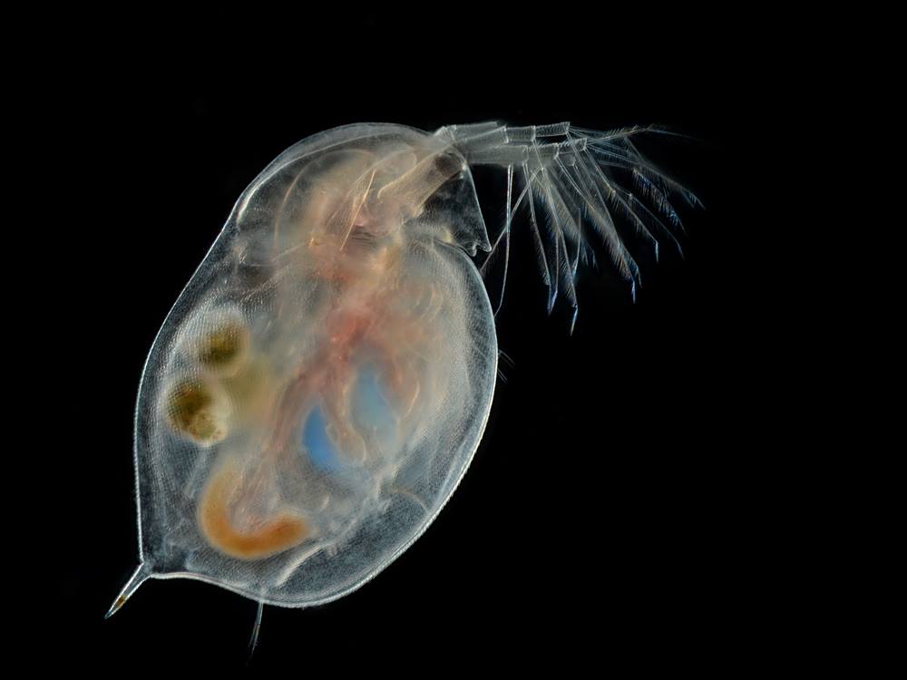 Pulga de agua (Daphnia magna); este pequeño crustáceo planctónico también está presente en el museo