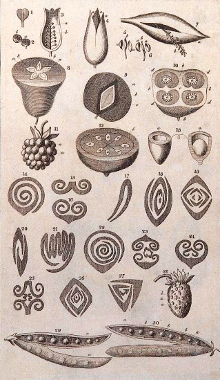 Detalle de A general system of nature. El sistema de clasificación de la Historia Natural permitió a los exploradores proyectar una catalogación ordenada del mundo. 