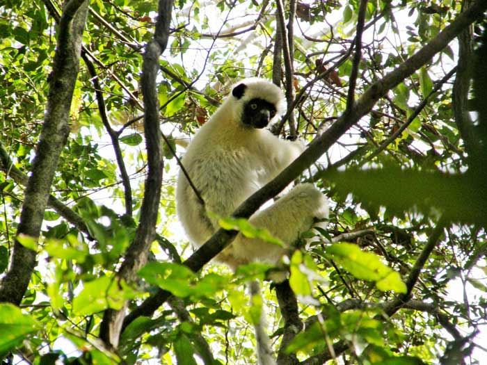 Sifaka de Decken (Propithecus deckenii), uno de los lémures habituales del tsingy.