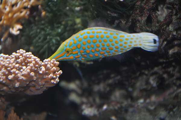 Oxymonacanthuslongirostris, el pez 007.