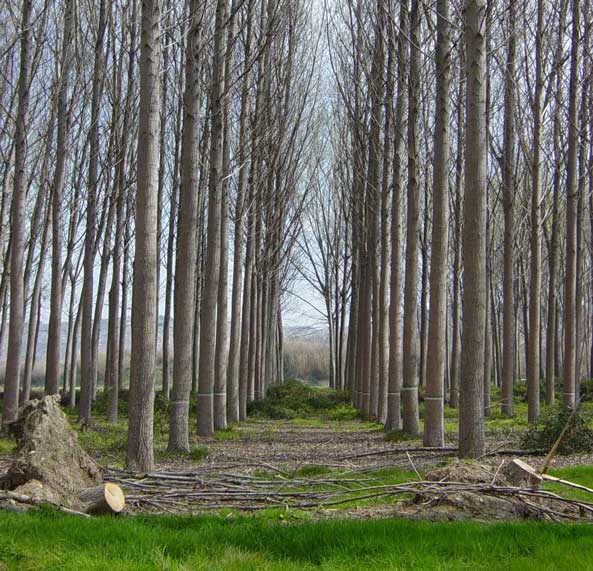 Plantación monoespecífica de chopo en el valle del Ebro