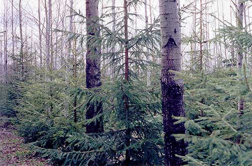 Plantación mixta de chopo y pícea común en Quebec. Un ejemplo de complementariedad.