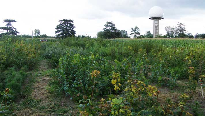 Plantación experimental de la Université du Québec à Montréal.