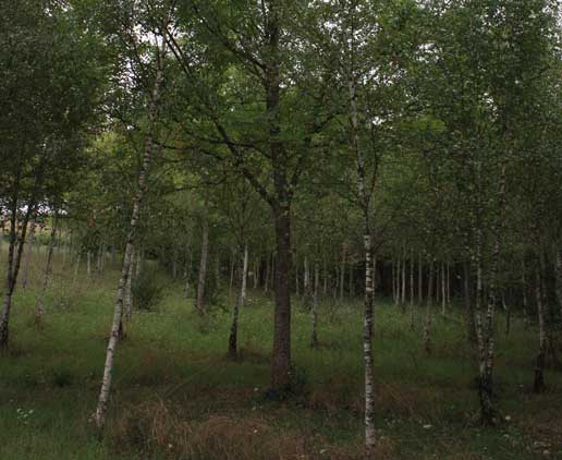 Plantación mixta de nogal y abedul cercana a Toulouse (Francia).