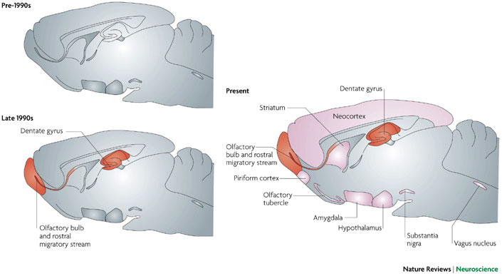 Evolución de las zonas del cerebro en donde se ha detectado neurogénesis desde hace 15 años. En rojo las zonas confirmadas en donde existe neurogénesis en adultos y en rosa las posibles zonas por verificar.