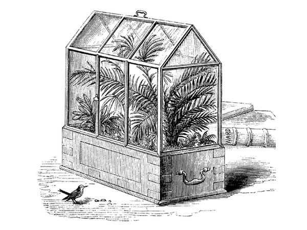 Caja de Ward victoriana