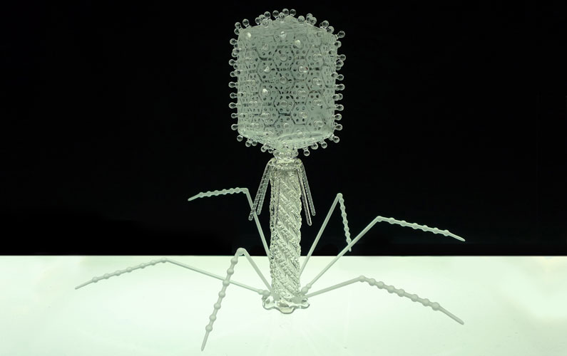 Fago T4 o bacteriófago T4 es un virus que infecta a bacterias como Escherichia coli.