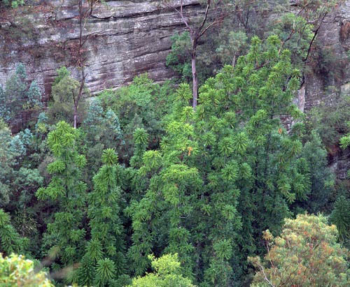 Ejemplares del árbol descubierto por D. Noble creciendo en el fondo de un barranco