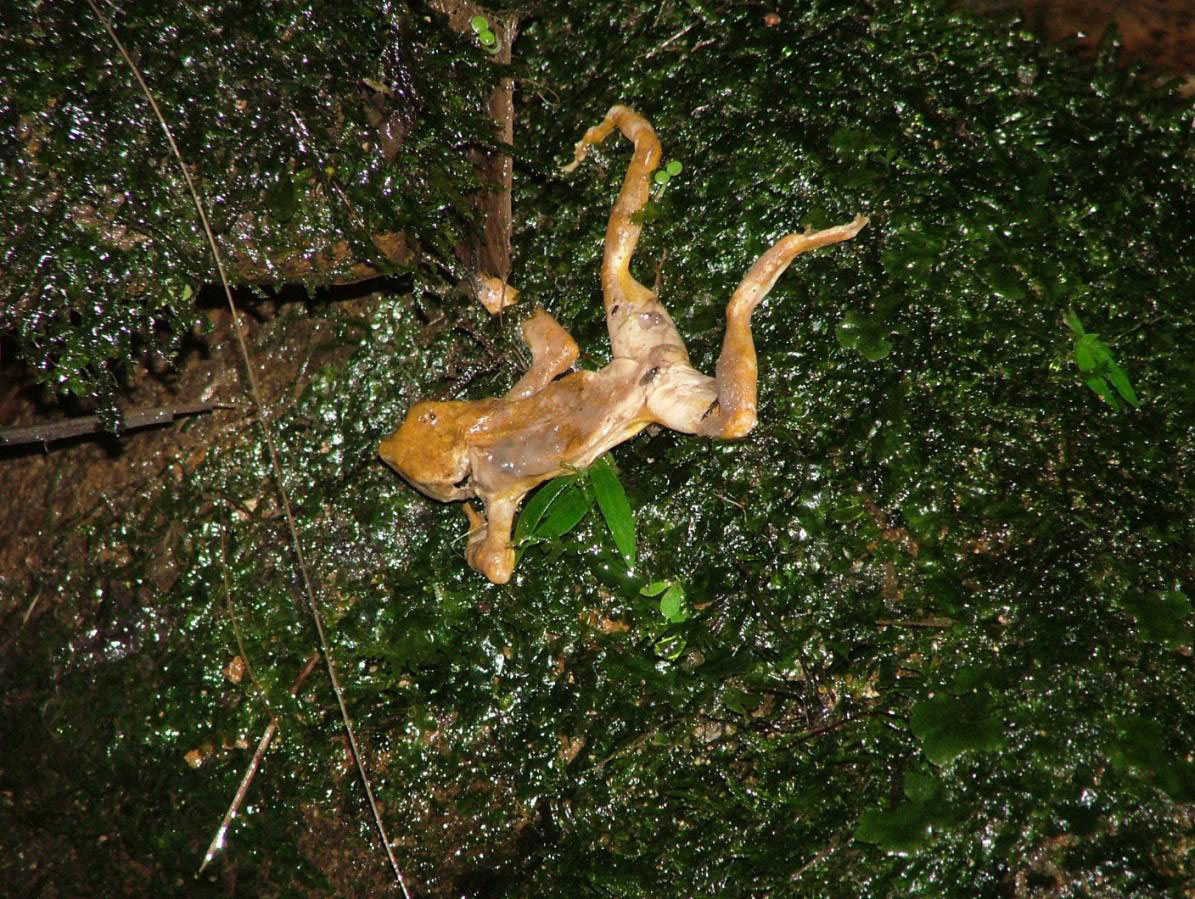 Atelopus varius, encontrado muerto después de la llegada de Bd a El Cope, Panamá, 2004. Foto: Forrest Brem.