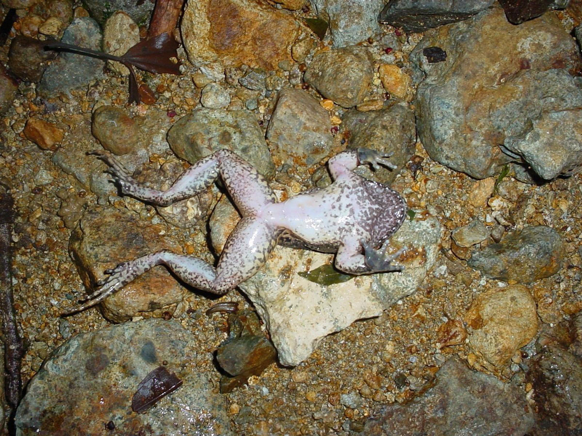 Strabomantis bufoniformis, encontrado muerto después de la llegada de Bd a El Cope, Panamá, 2004. Foto: Forrest Brem.