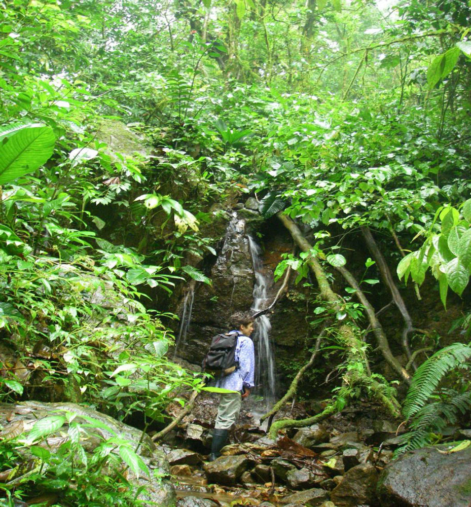 Karen Lips muestreando anfibios en el  Rio Guabal, El Cope Panama. Foto: Karen Lips.