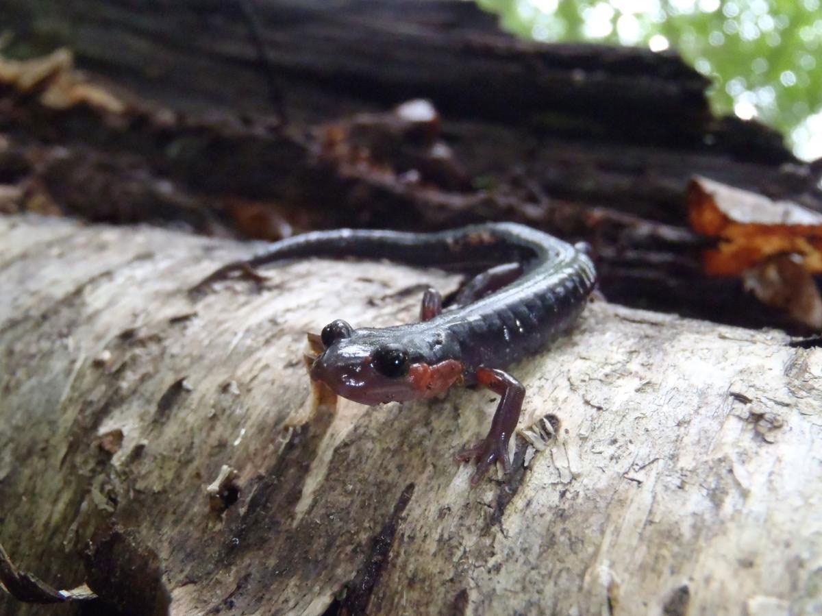 Plethodon jordani, Parque Nacional Great Smoky Mountains, Estados Unidos,  Julio 2011. Está es una de las zonas con mayor diversidad de salamandras del planeta, y donde más se teme la llegada de Bsal. Foto: Nick Caruso.