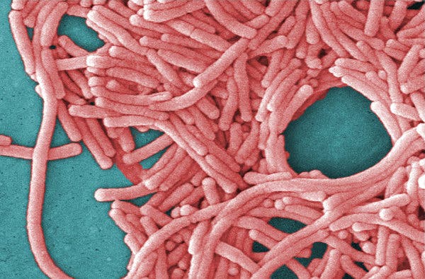 Legionella pneumophila. Créditos de imagen: Centre for Disease Control and Prevention