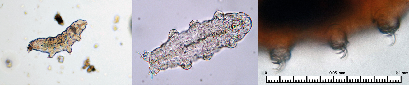 Tardígrados vistos al microscopio óptico, donde se observan casi translúcidos. A la izquierda, individuo visto de lado. En el centro, individuo visto por la parte ventral. A la derecha, detalle de las patas donde se aprecian las garras. Créditos: Philippe Garcelon, CC BY 2.0