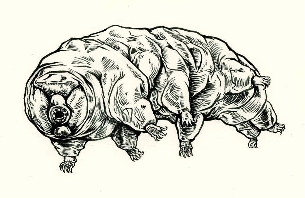 Esquema de un tardígrado. En la parte anterior hay la cabeza y la boca, seguida del cuerpo con cuatro pares de patas. Crédito: Phineas Jones, CC BY-NC-ND 2.0.