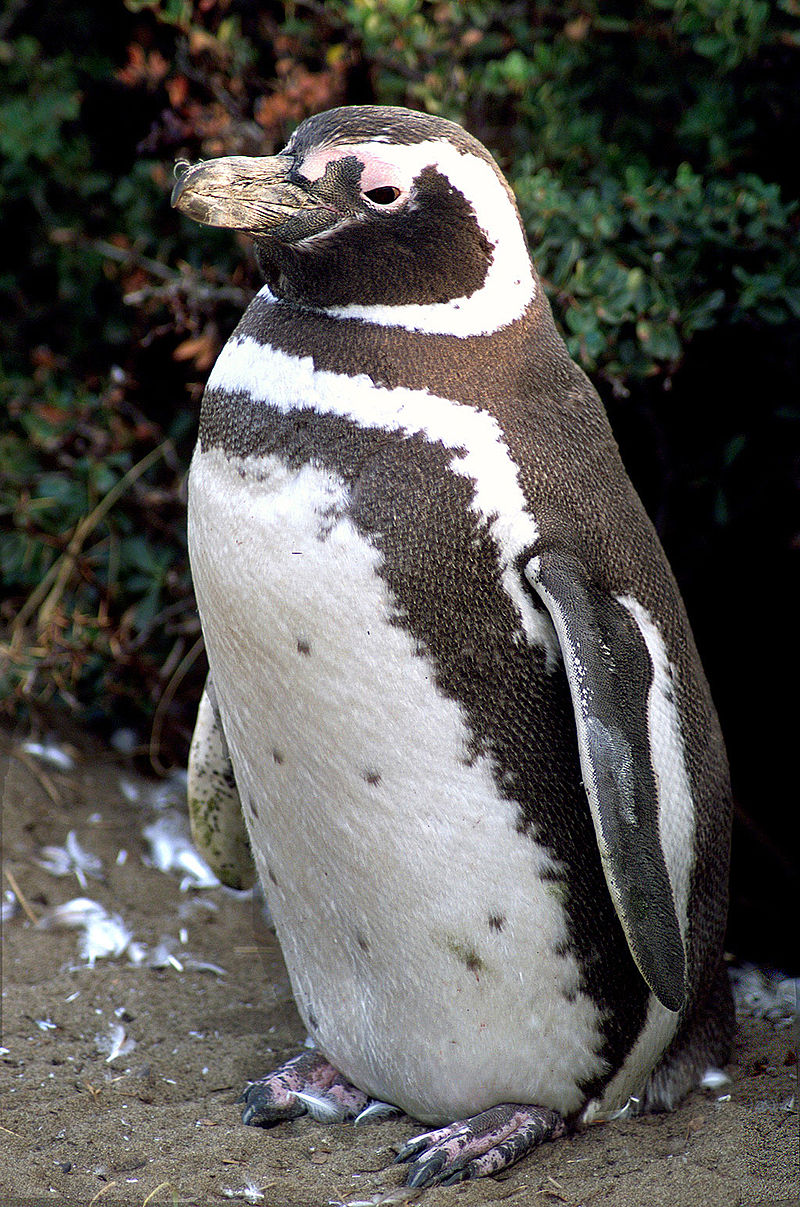Pingüino de Magallanes. Créditos: NASA