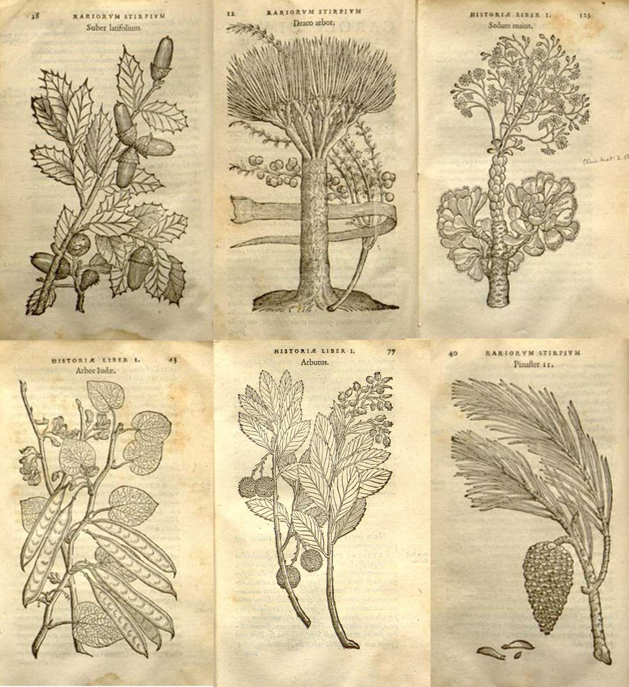 Ilustraciones del libro Rariorum aliquot stirpium per Hispanias observatarum historia
