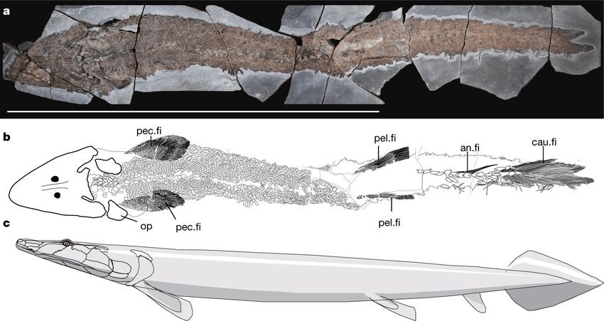 Descripción del ejemplar de Elpistostege watsoni:   a, Muestra completa en vista dorsal;  b, Dibujo de la anatomía destacándose las diferentes aletas;  c,  Reconstrucción del ejemplar. Créditos: R. Cloutier et al. Nature 