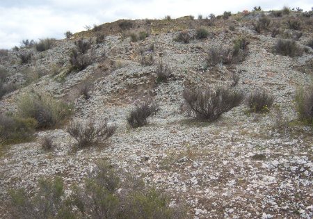Las costras biológicas son asociaciones de bacterias, líquenes o algas verdes que viven en la superficie del suelo. Créditos: CSIC
