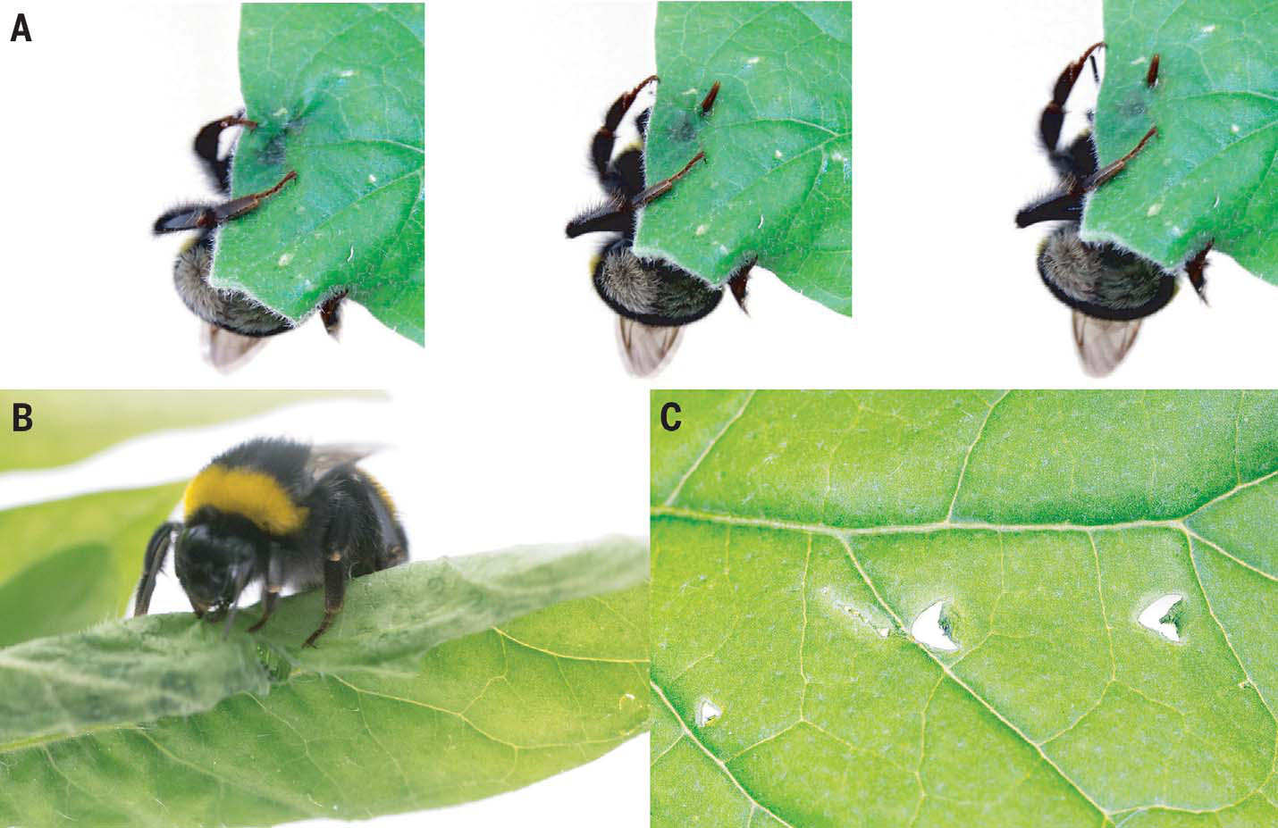 Abejorro picando las&nbsp; hojas de Solanum melongena. A Secuencia de la perforaci&oacute;n de las hojas con las piezas bucales. B Abejorro da&ntilde;ando la hoja. C cortes caracter&iacute;sticos en las hojas. F. G. Pashalidou et al. Science