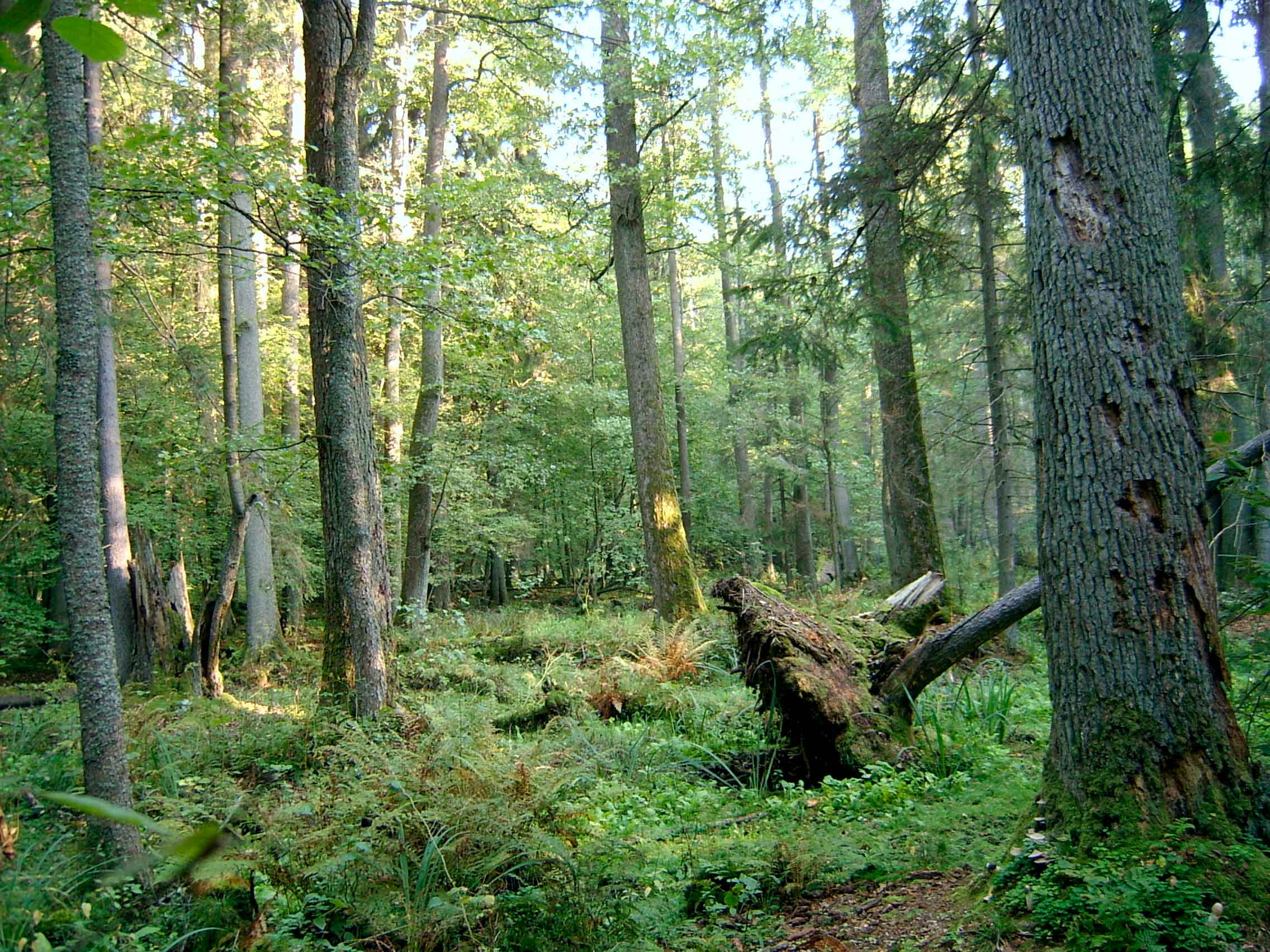 Distribución de los bosques en Europa. Los puntos indican la localización de los bosques estudiados. Créditos:  I. R. Staude et al.  Nature Ecology & Evolution