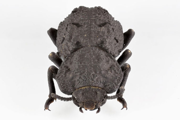 Ejemplar de Escarabajo diabólico acorazado, Phloeodes diabolicus 
