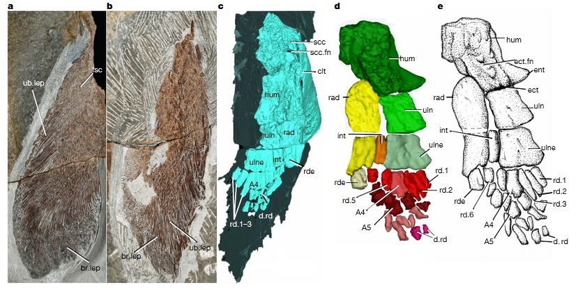 Aletas pectorales de  Elpistostege watsoni:  a, Aleta pectoral derecha en vista ventral;  b, Aleta pectoral izquierda en vista ventral;  c, Interpretación de la tomografía para la estructura interna de la aleta pectoral izquierda;  d y e, reconstrucción de la estructura esquelética de la aleta pectoral izquierda. Créditos: R. Cloutier et al. Nature  