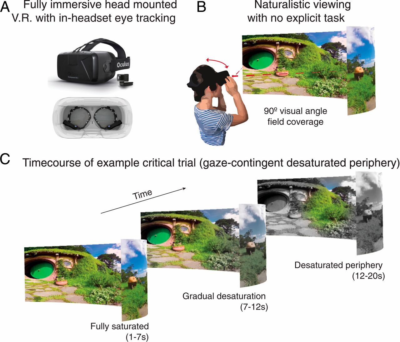 Descripción del experimento: A, Gafas de realidad virtual usadas. B, Disposición del participante ante la escena virtual. C, Degradado de los colores hacia el blanco y negro en la zona de visión periférica. Créditos: PNAS