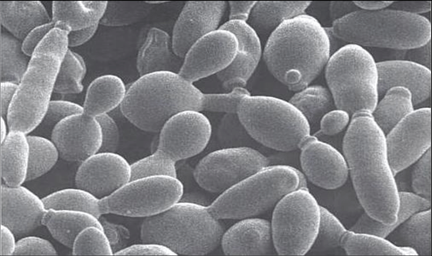 Saccharomyces cerevisiae es una levadura utilizada habitualmente para la producción de pan y cerveza